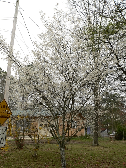 {Amelanchier alabamensis}